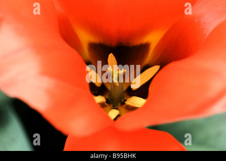 Tulipa Greigii Casa Grande fotografiert im Garten der Keukenhof in Lisse der Niederlande Stockfoto