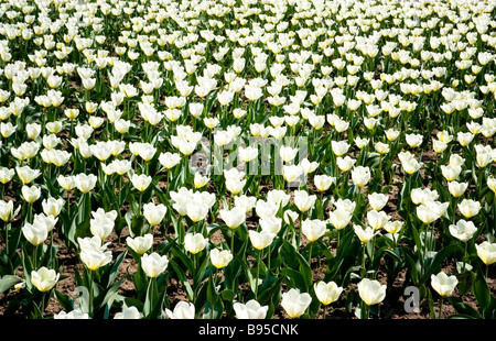 Garten mit schönen Tulpen Stockfoto