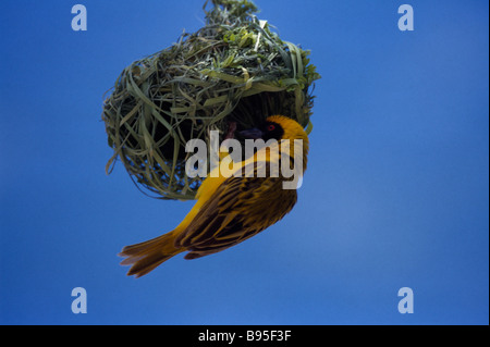 Ostafrika Vögel nisten maskierte Webervogel thront kopfüber hängende Nest aus Gras gemacht zusammen gesponnen. Stockfoto