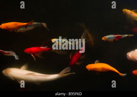 Eine lebendige Sammlung von Koi-Karpfen Cyprinus rubrofuscus und Goldfischsorten, die in einem Teich schwimmen Stockfoto
