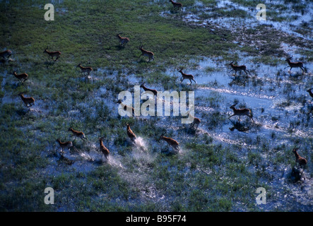 Botswana südlichen Afrika Okavango Delta roten Letschwe Antilopen Kobus Leche Herde gesehen von oben ausgeführt durch wässrige Landschaft Stockfoto