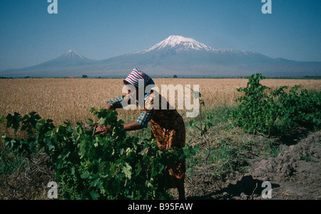 Armenien Mittel-Asien Dorf Frau arbeitet tendenziell Trauben an den Rebstöcken im ländlichen Raum mit Weizenfeld und Berg Ararat hinter. Stockfoto