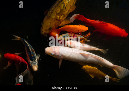 Eine lebendige Sammlung von Koi-Karpfen Cyprinus rubrofuscus und Goldfischsorten, die in einem Teich schwimmen Stockfoto