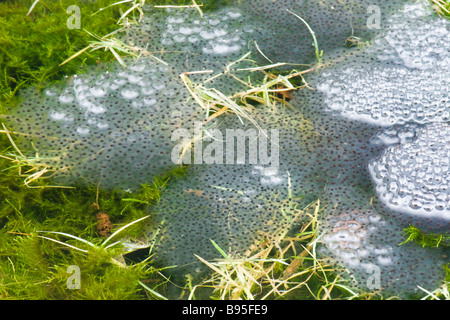 Frosch-Laich. Grasfrosch, Rana Temporaria. UK Stockfoto