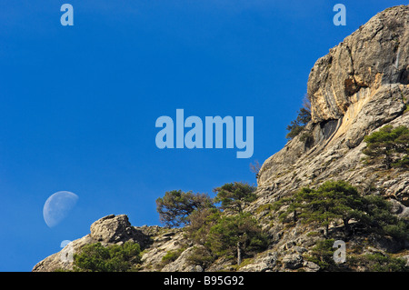 Pino Laricio Pinus Nigra Sierra de Cazorla Segura y Las Villas natürlichen Park Jaén Provinz Andalusien Spanien Stockfoto