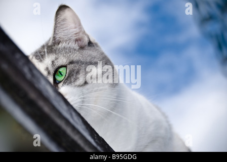 Jagd grünen Katzenaugen. Stockfoto