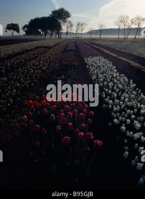 Niederlande, Zuid-Holland, Lisse, Keukenhof Gärten. Linien der Tulpen im frühen Morgenlicht wächst direkt vor dem Park. Stockfoto