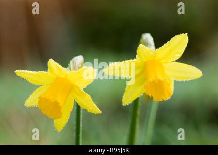 Narzisse mit Tau. Vielfalt - Tete-a-tete. Stockfoto