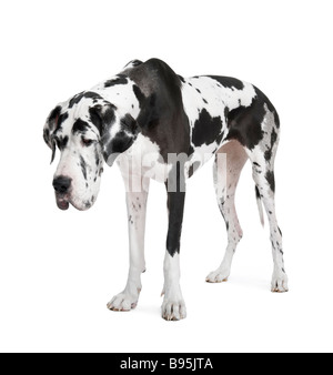 Harlekin Dogge 4 Jahre vor einem weißen Hintergrund Stockfoto