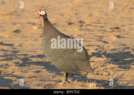 Seitenansicht der sonnenbeschienenen behelmter Perlhühner Numida Meleagris auf Sand in der Nähe von Brandberg Mountain, Namibia Stockfoto