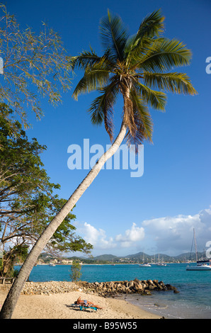 WEST INDIES Karibik St. Lucia Gros Islet Rodney Bay Taube Inseltouristen Sonnenbaden unter einzelnen Kokospalme am kleinen Strand Stockfoto