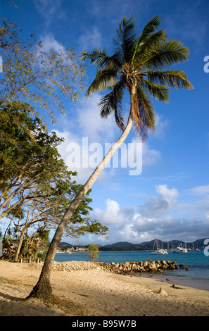 WEST INDIES Karibik St. Lucia Gros Rodney Bay Inselchen Pigeon Insel nationalen historischen Park eine Oconut Palme am kleinen Strand Stockfoto