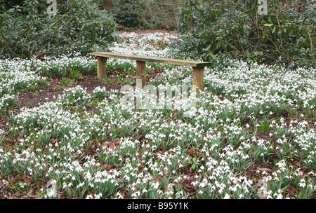 Gemeinsame Schneeglöckchen (Galanthus nivalis) blühen Rode Hall, Cheshire, England, Großbritannien Stockfoto