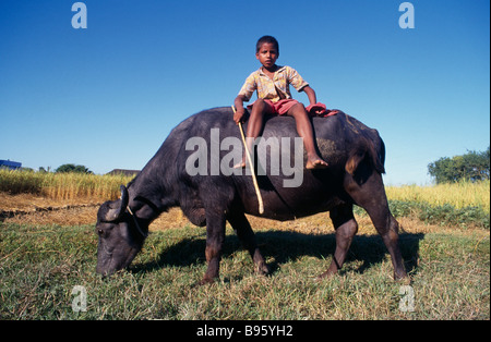 Indien Bihar Ganges Plain junge Junge sitzt auf Wasserbüffel grasen Stockfoto