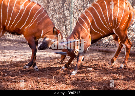 Bongo-Antilope im Denver Zoo Stockfoto