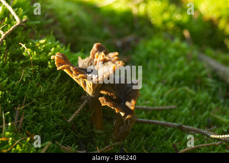 Eierschwämmen Tubaeformis Trompete Pfifferlinge in seiner natürlichen Umgebung im Wald Bett Jütland Dänemark Stockfoto