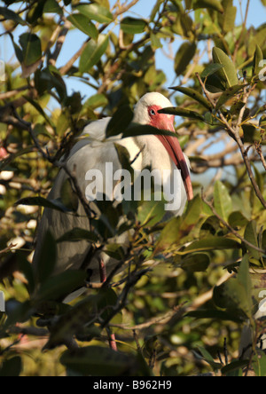 Amerikanische weiße Ibis Schlafplatz im Baum. Stockfoto