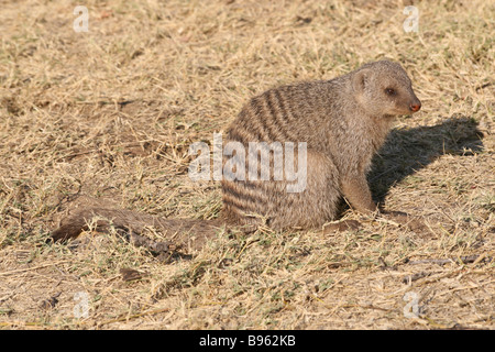 Seitenansicht des gebändert Manguste Mungos Mungo saß auf trockenem Rasen In Etosha National Park Stockfoto