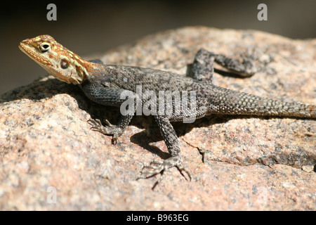 Namibische Rock Agama Agama Planiceps weibliche in Sonne auf einem Felsen am Kunene Fluss, Namibia Stockfoto