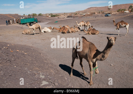 West-Afrika-Mauretanien-Route de l Espoir Nema Kamel Herde für das Fleischerhandwerk Stockfoto