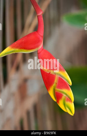 Heliconia Pendel, ein Flambouyant blühende Pflanze in den tropischen Klimata gefunden Stockfoto