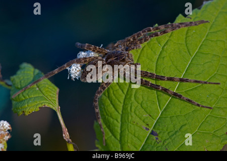 Wolf Spider - Familie Lycosidae - Nahaufnahme auf Blatt - New York - USA Stockfoto