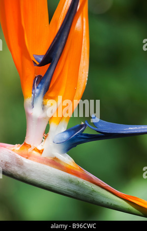 Strelitzia Reginae Paradiesvogel Blume Stockfoto