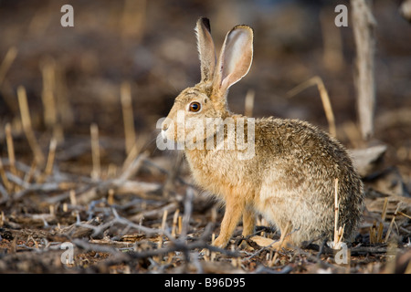 Kap-Hase Lepus Capensis Kgalagadi Transfrontier Park in Südafrika Stockfoto