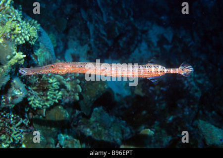 Trumpetfish Aulostomus Maculatus Bonaire Niederländische Karibik auch bekannt als die atlantische Trumpetfish ist es ein Verwandter der Seepferdchen Stockfoto