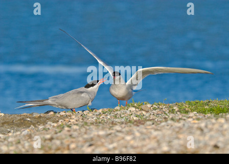 Flussseeschwalbe - Sterna hirundo Stockfoto