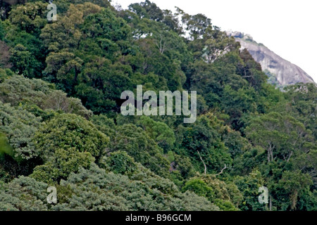 Atlantic wald landschaft Stockfoto