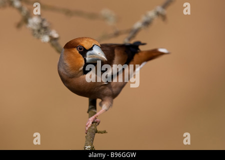 Kernbeißer Kernbeißer Coccothraustes Coccothraustes sitzend auf AST-männlich Stockfoto