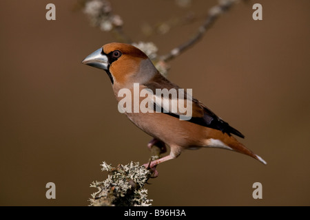 Kernbeißer Kernbeißer Coccothraustes Coccothraustes sitzend auf AST-männlich Stockfoto