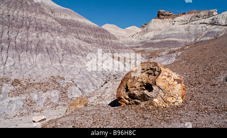 Ein Stück versteinertes Holz entlang der bunten Blue Mesa Trail in den Badlands von Petrified Forest National Park Arizona USA Stockfoto