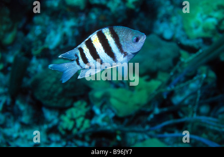 Sergeant-Major Riffbarsche Abudefduf Inselbogens Bonaire Niederländische Karibik tropischen westlichen Atlantik in der Regel in Gruppen gefunden Stockfoto