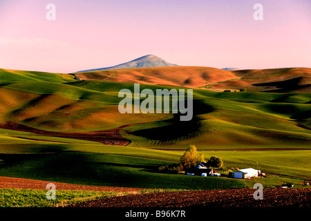 Dawn-Blick vom Kamiak Butte, Steptoe Butte, Washington State Palouse Region von Weizen und Raps-Anbau zu betrachten. Stockfoto