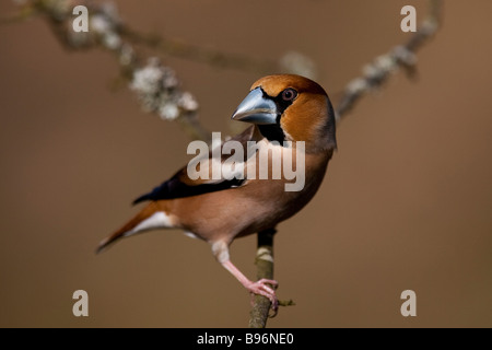 Kernbeißer Kernbeißer Coccothraustes Coccothraustes sitzend auf AST-männlich Stockfoto