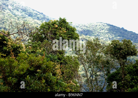 Atlantic wald landschaft Stockfoto