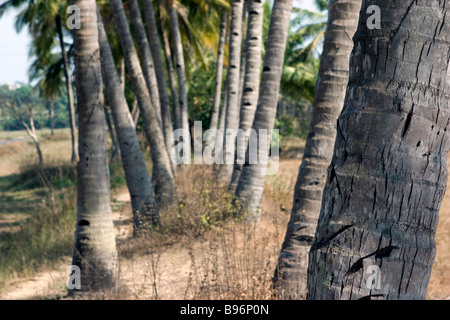 Beugte sich Palmen Zeilen anzeigen. Stockfoto
