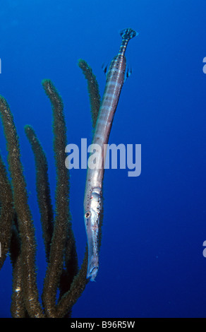 Trumpetfish Aulostomus Maculatus imitiert eine Gorgonien Meer Rute Bonaire Niederländische Karibik auch bekannt als die atlantische trumpetfish Stockfoto