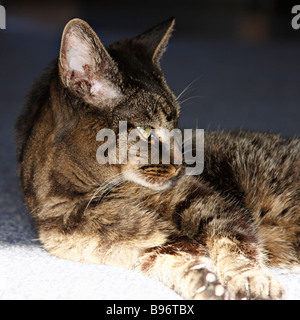 Amerikanische Kurzhaarkatze in der Sonne liegend. Stockfoto