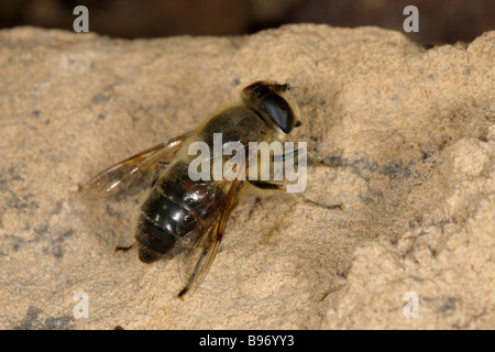 Drohne fliegen - Eristalis tenax Stockfoto
