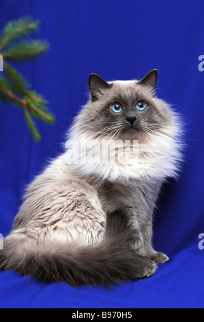 Neva Masquerade Katze (AKA Colorpoint sibirische Waldkatze). Stockfoto