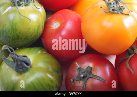Offensichtlich genetische Vielfalt zwischen verschiedenen Arten von Tomaten Stockfoto