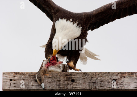 Weißkopf-Seeadler Essen eine Ente (Haliaeetus Leucocephalus), Tule Lake National Wildlife Refuge, Kalifornien, USA Stockfoto