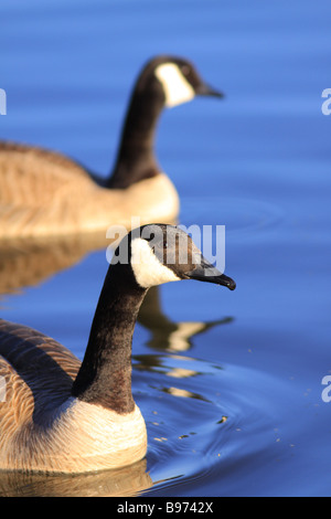 ein paar Kanadagänse im Frühjahr Stockfoto