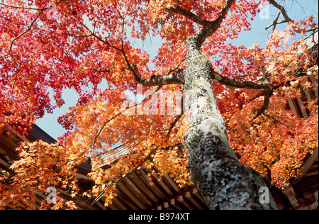 Rote Blätter Stockfoto