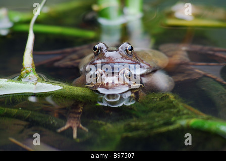 Zwei Frösche während der Brutzeit Stockfoto