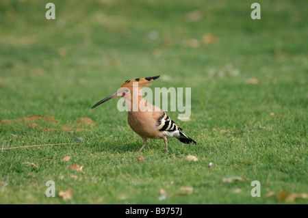 Gemeinsamen Wiedehopf Upupa Epops Fütterung auf einer Wiese in Jaipur Indien Stockfoto