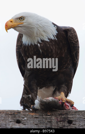 Weißkopf-Seeadler Essen eine Ente (Haliaeetus Leucocephalus), Tule Lake National Wildlife Refuge, Kalifornien, USA Stockfoto